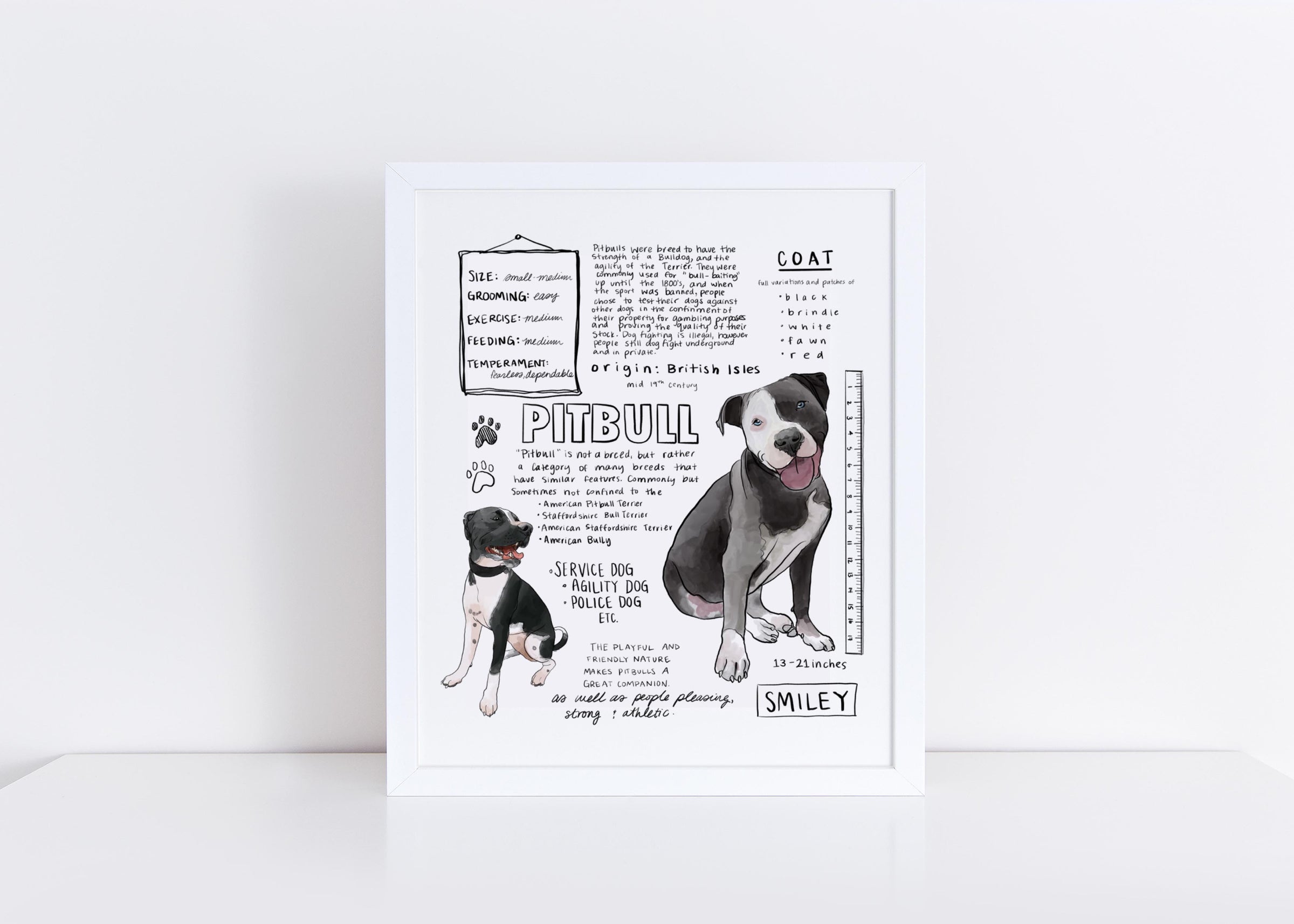 Bull Baiting Pitbull Breed Origin American Pit Bull Terrier