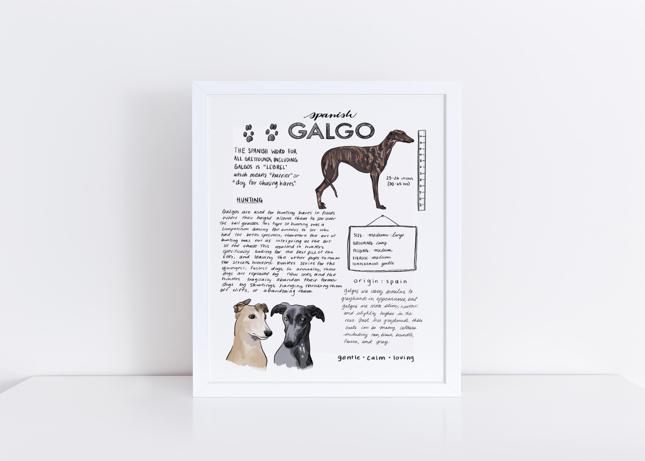 Galgo coats hot sale