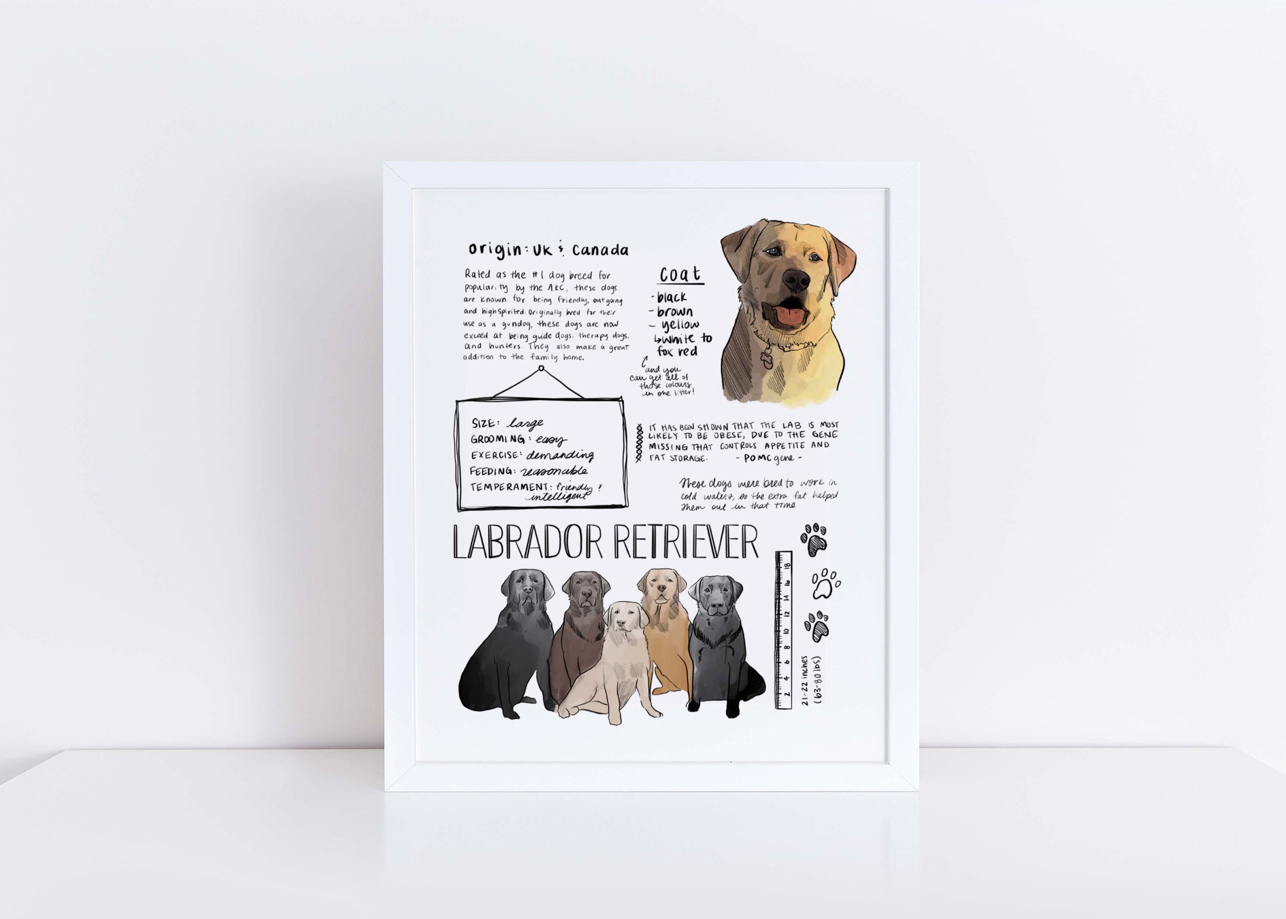 Retriever Dog Labrador Name Origin Dog Names For Black Dogs 500+